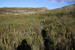Indigofera cytisoides