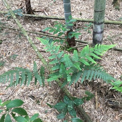 Microlepia trichocarpa