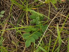 Trifolium montanum