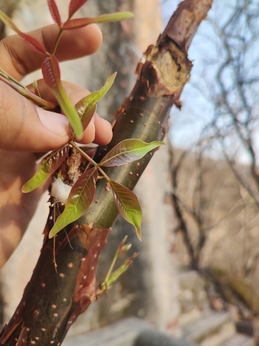 Bursera roseana Rzed., Calderón & Medina 2