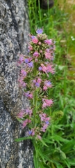 Echium lusitanicum
