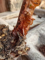 Bursera roseana