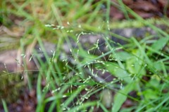 Poa alsodes
