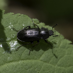 Platyceroides infernus