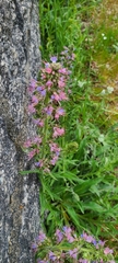 Echium lusitanicum