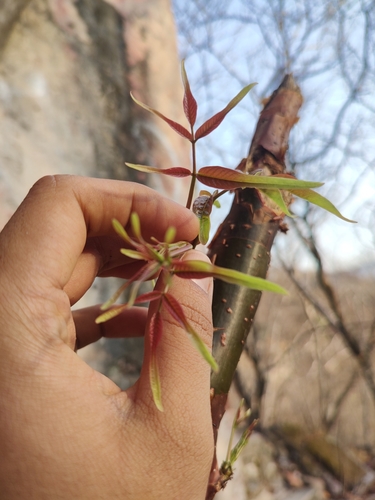 Bursera roseana, photograph 2