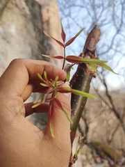 Bursera roseana