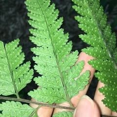 Microlepia trichocarpa