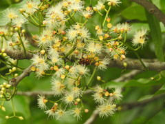 Syzygium nervosum