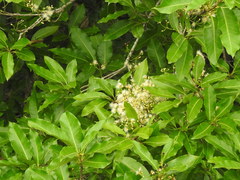 Syzygium nervosum