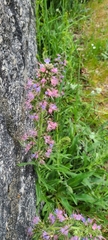 Echium lusitanicum