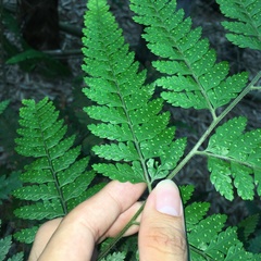 Microlepia trichocarpa