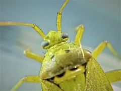 Closterotomus norwegicus