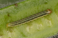 Agonopterix scopariella