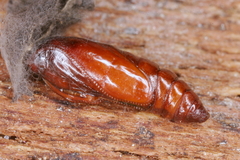 Agonopterix scopariella