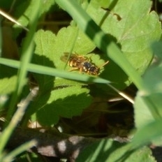Nomada goodeniana