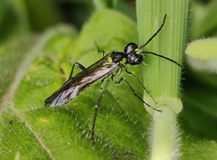 Tenthredo mesomela
