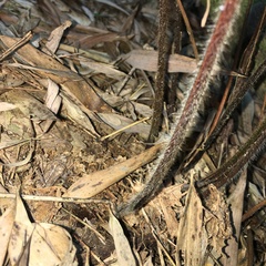 Microlepia trichocarpa