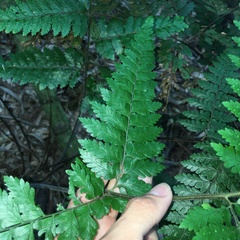 Microlepia trichocarpa