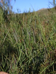 Indigofera cytisoides