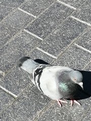 Columba livia domestica
