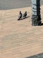 Columba livia domestica