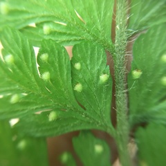 Microlepia trichocarpa