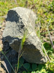 Aegilops biuncialis