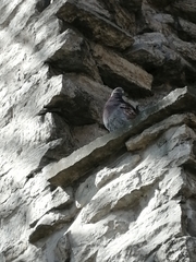 Columba livia domestica