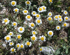Anthemis chia