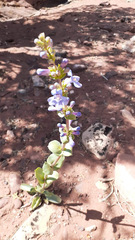 Penstemon mucronatus