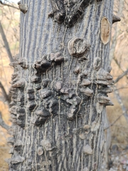 Amphipterygium molle