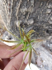 Amphipterygium molle