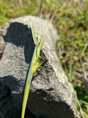 Aegilops biuncialis