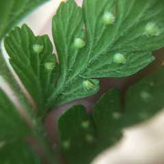 Microlepia trichocarpa