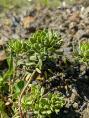 Alyssum umbellatum