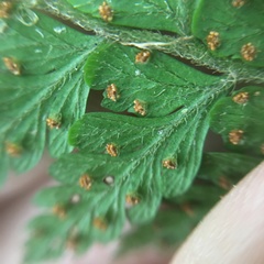 Microlepia trichocarpa