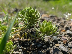 Alyssum umbellatum