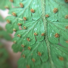 Microlepia trichocarpa