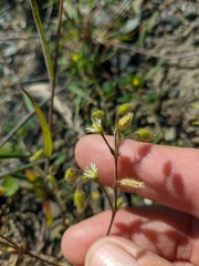 Cerastium brachypetalum