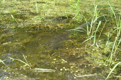 Channa argus