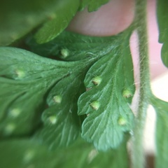 Microlepia trichocarpa