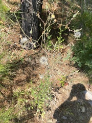 Lactuca hirsuta