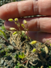 Cerastium brachypetalum