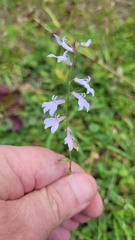 Lobelia appendiculata