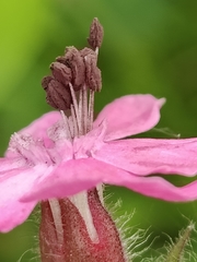 Microbotryum silenes-dioicae