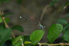 Pseudocopera annulata