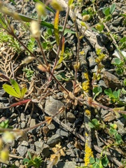 Cerastium brachypetalum
