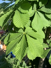 Aesculus hippocastanum