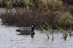 Branta canadensis occidentalis